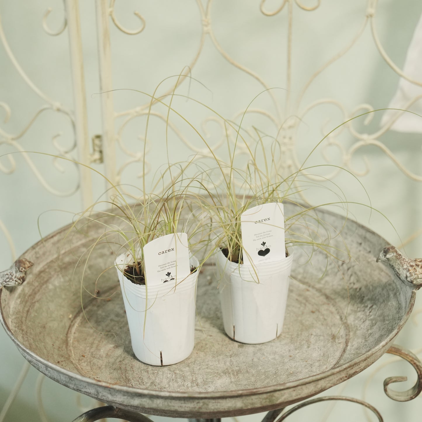 寄せ植えeasyシリーズ。花越さんのカレックス ブロンズカール(2分割できます)
