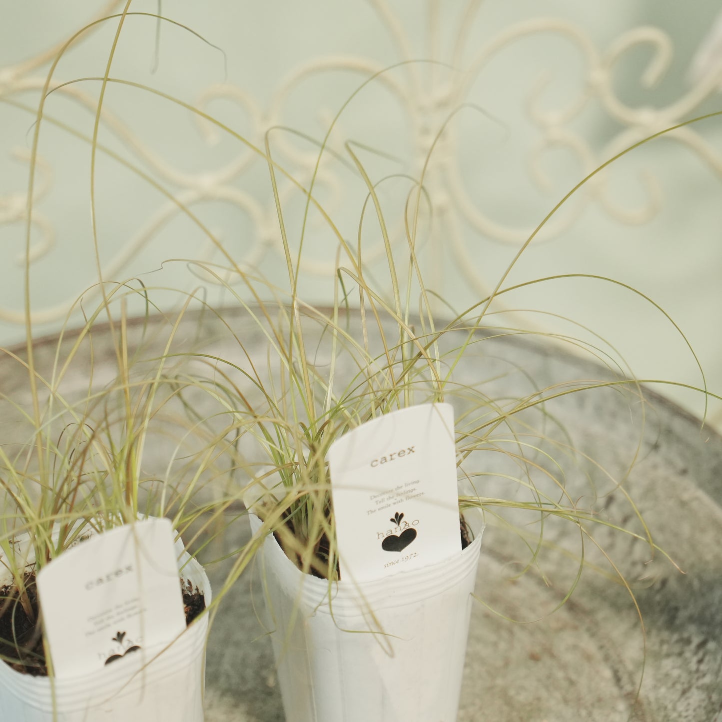 寄せ植えeasyシリーズ。花越さんのカレックス ブロンズカール(2分割できます)