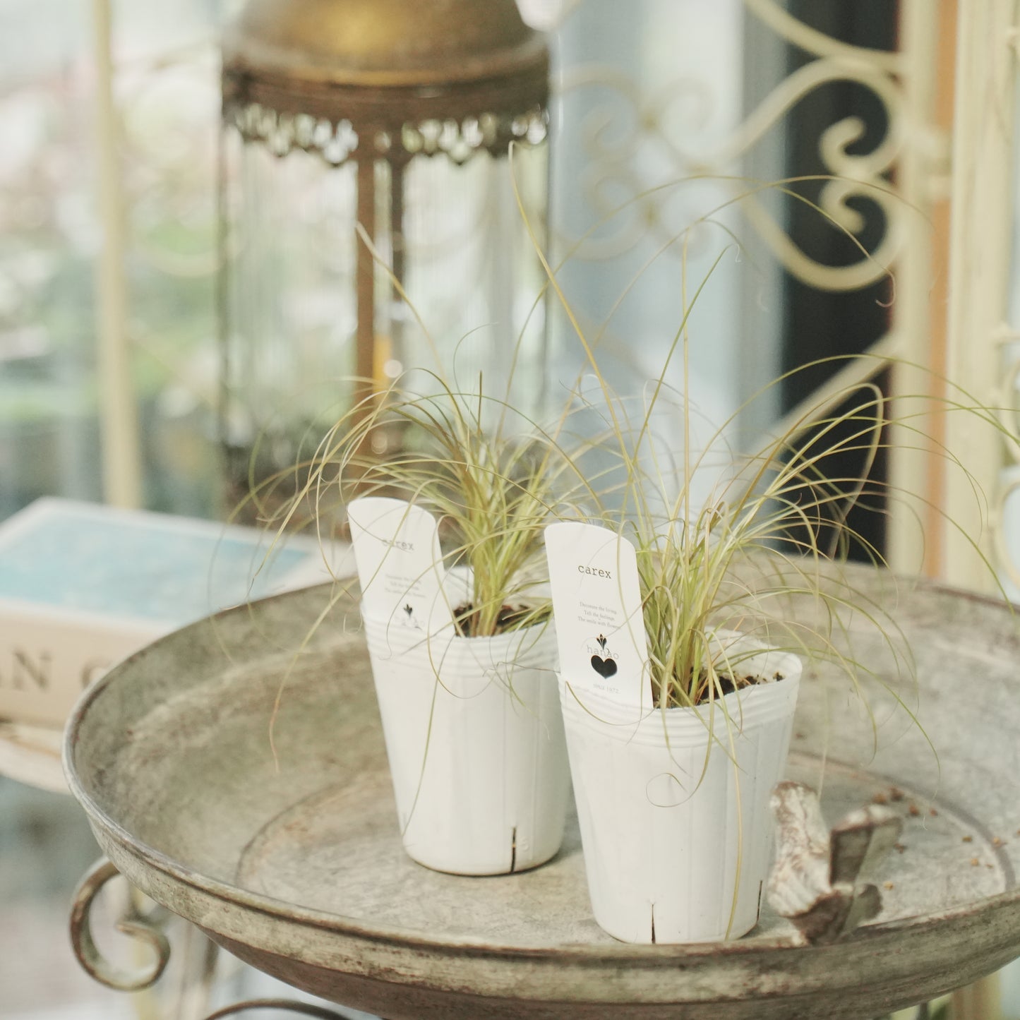 寄せ植えeasyシリーズ。花越さんのカレックス ブロンズカール(2分割できます)