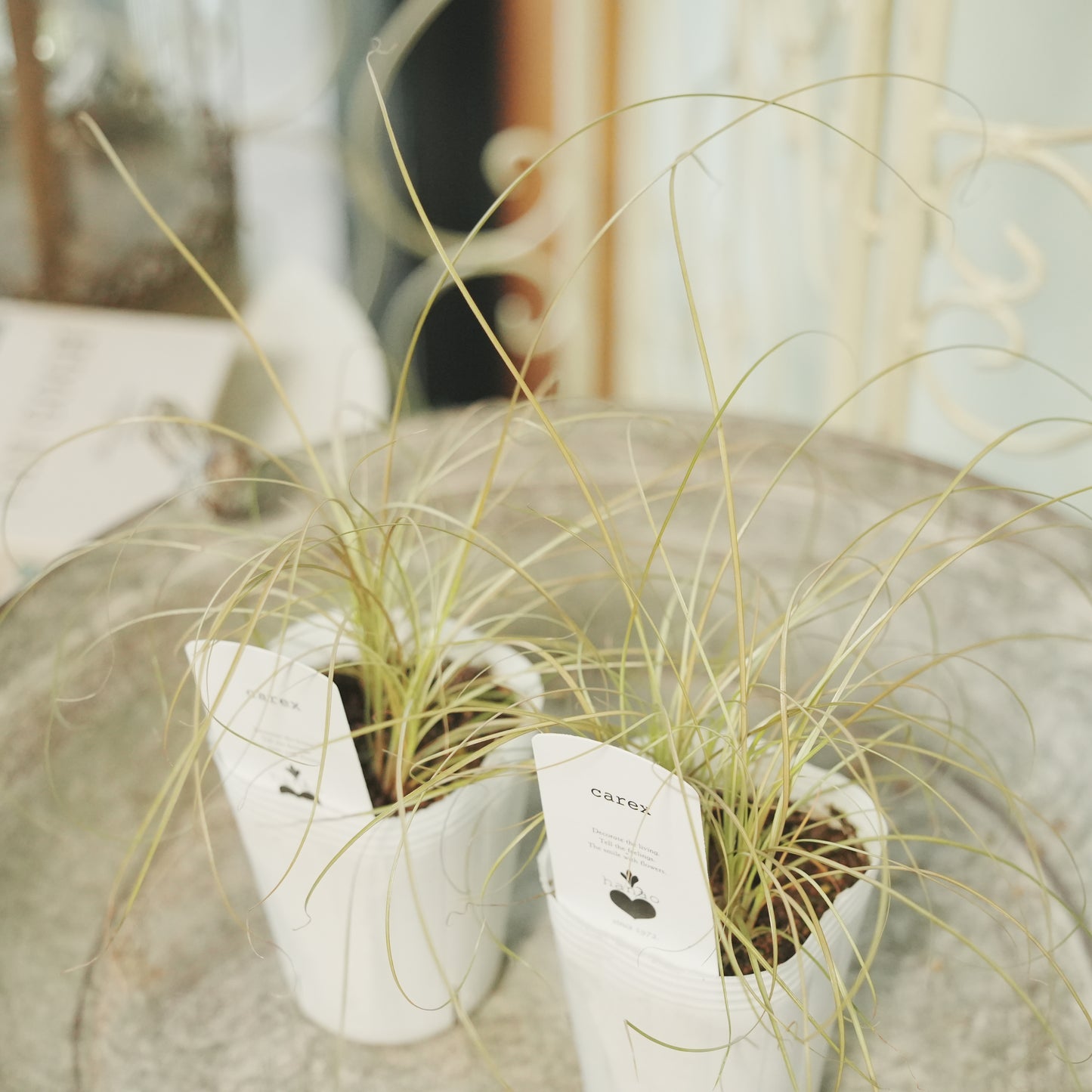 寄せ植えeasyシリーズ。花越さんのカレックス ブロンズカール(2分割できます)