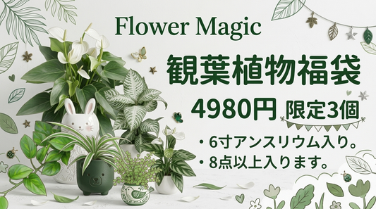 夏、室内で楽しめる。観葉植物の福袋。