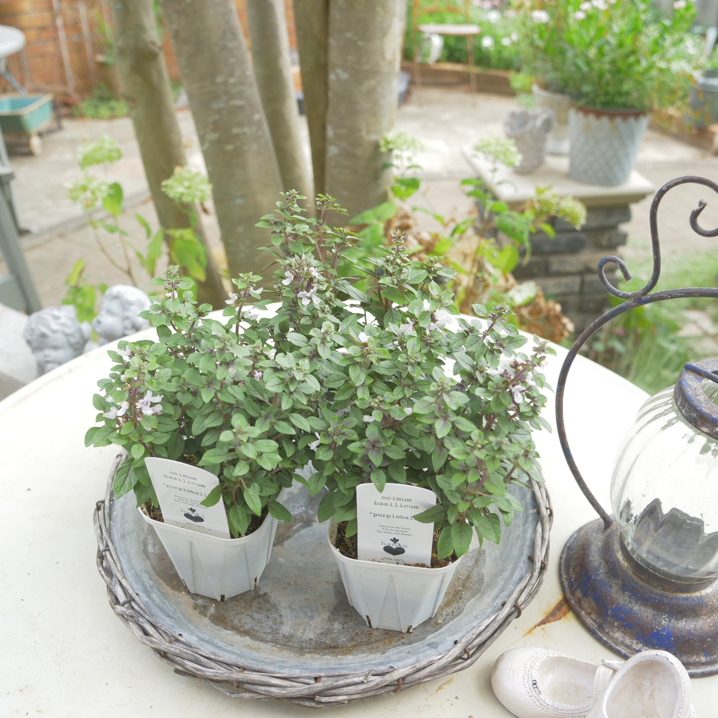寄せ植えeasyシリーズ。花越さんの観賞用バジル パープルボール