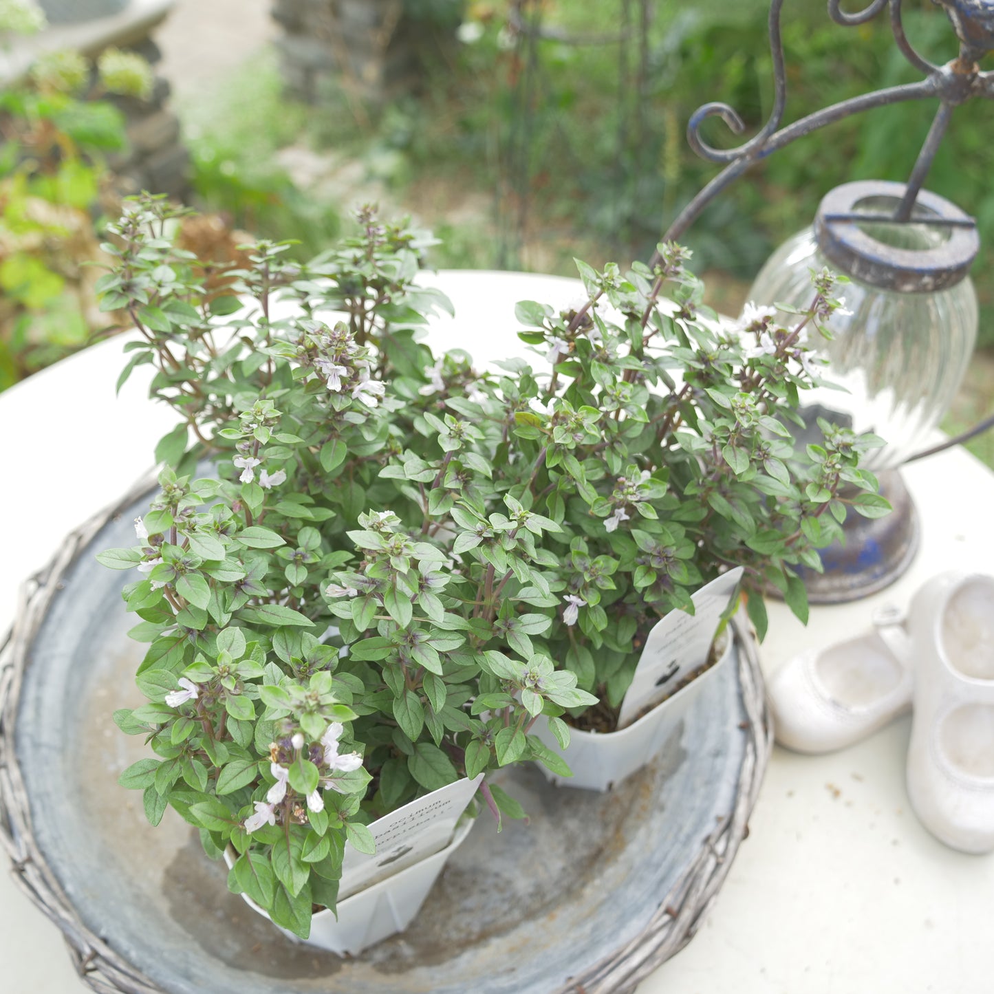 寄せ植えeasyシリーズ。花越さんの観賞用バジル パープルボール
