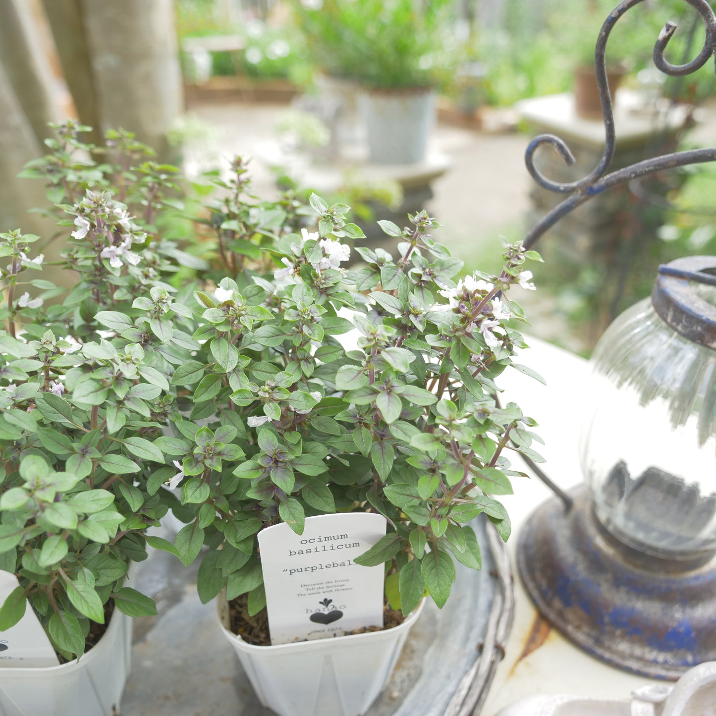 寄せ植えeasyシリーズ。花越さんの観賞用バジル パープルボール