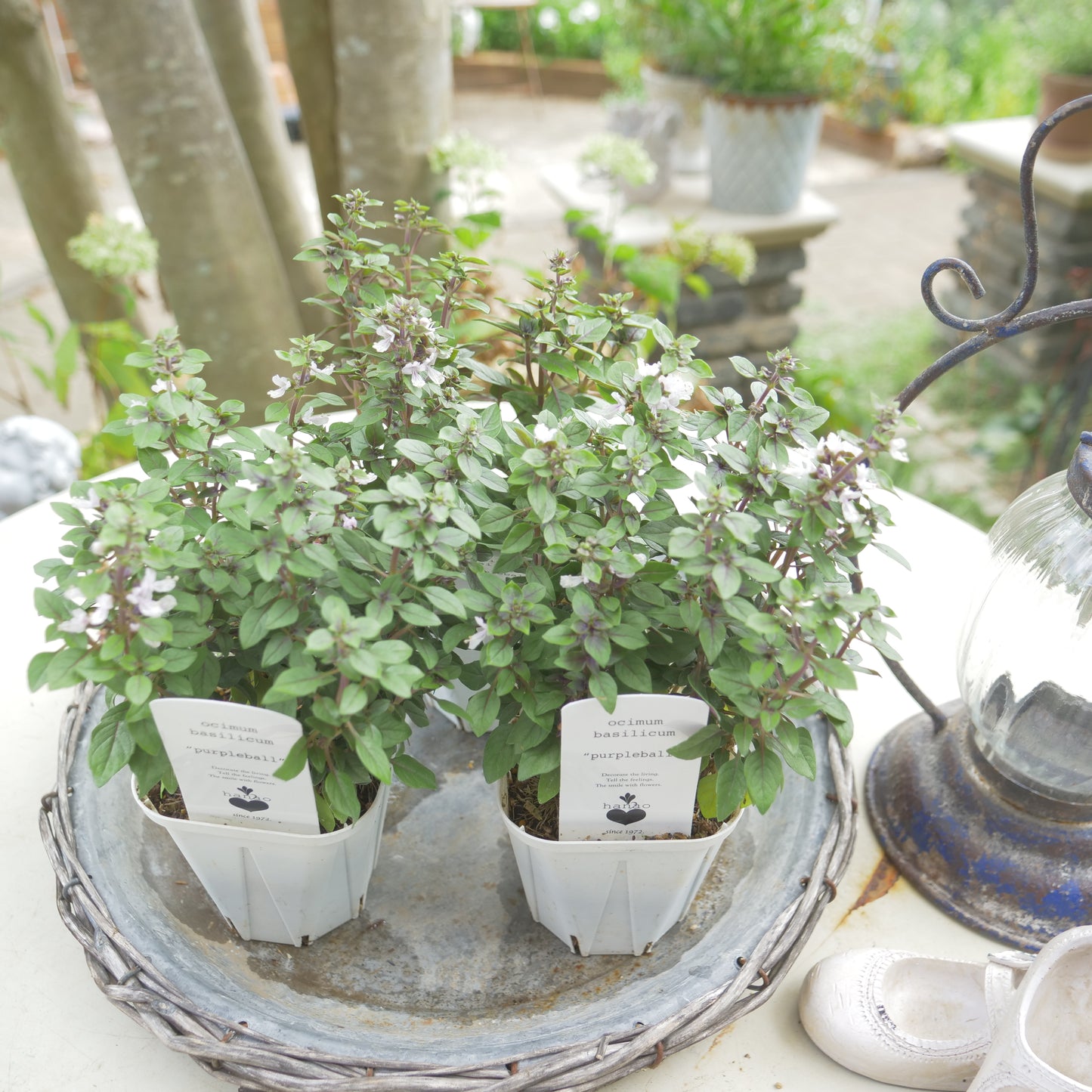 寄せ植えeasyシリーズ。花越さんの観賞用バジル パープルボール