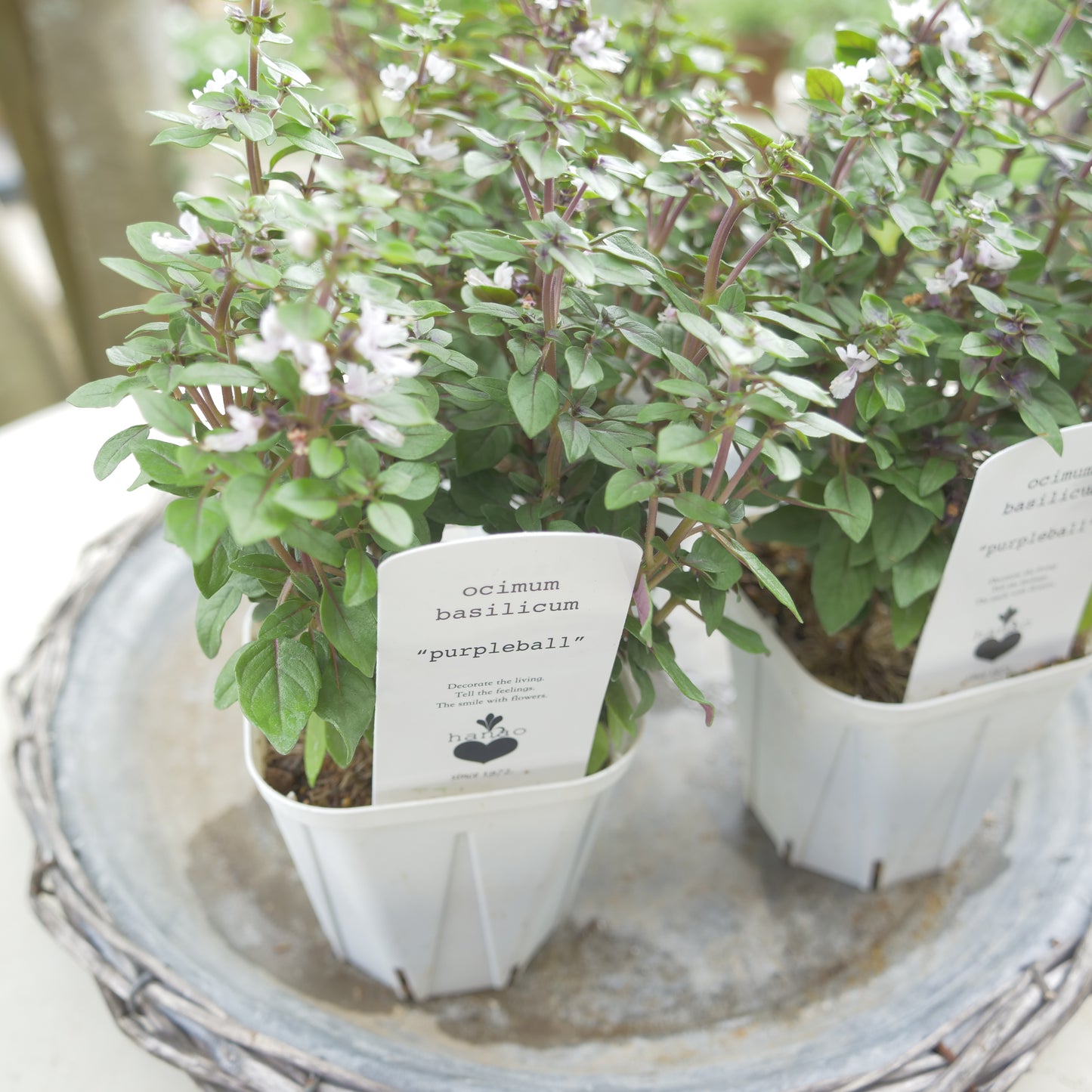 寄せ植えeasyシリーズ。花越さんの観賞用バジル パープルボール