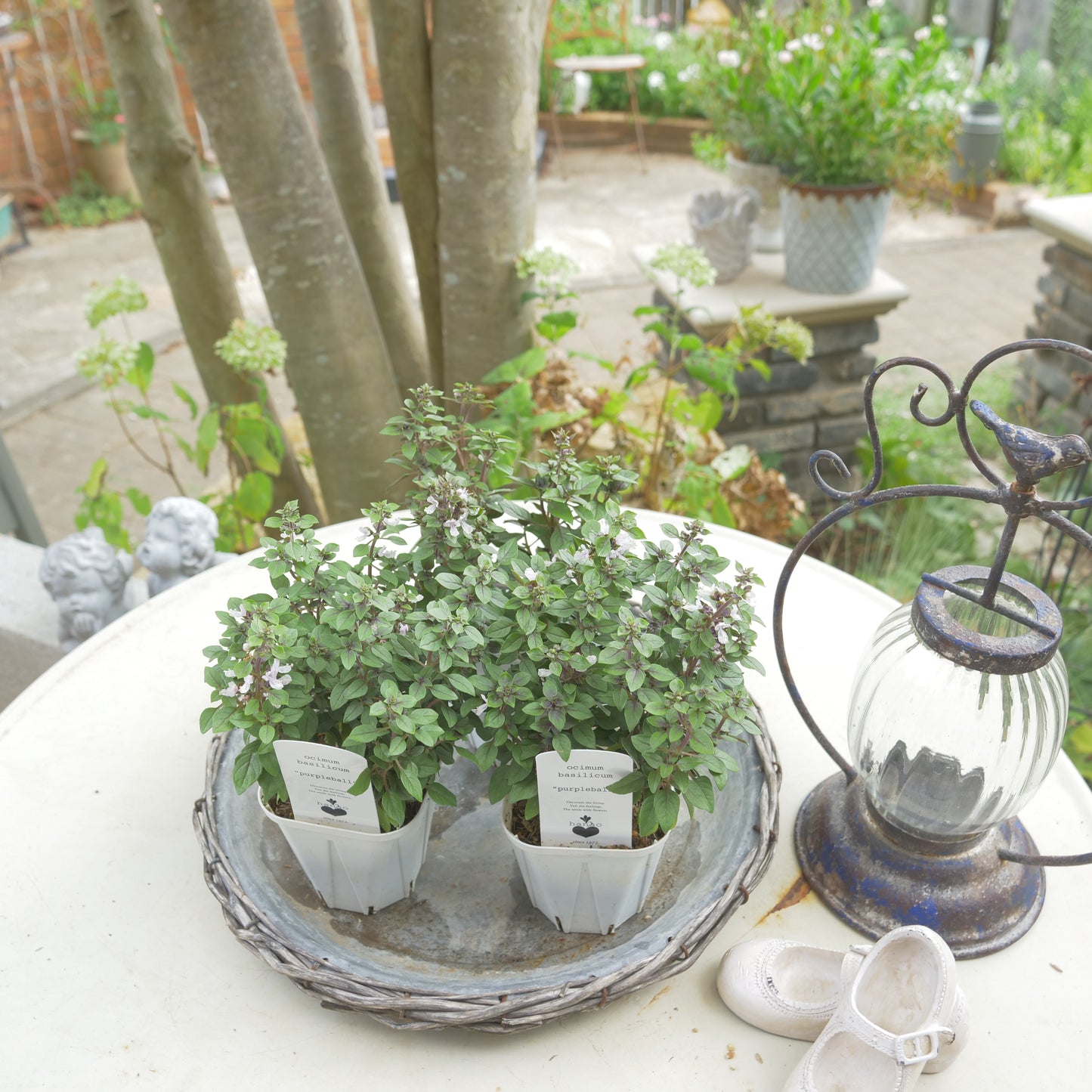 寄せ植えeasyシリーズ。花越さんの観賞用バジル パープルボール