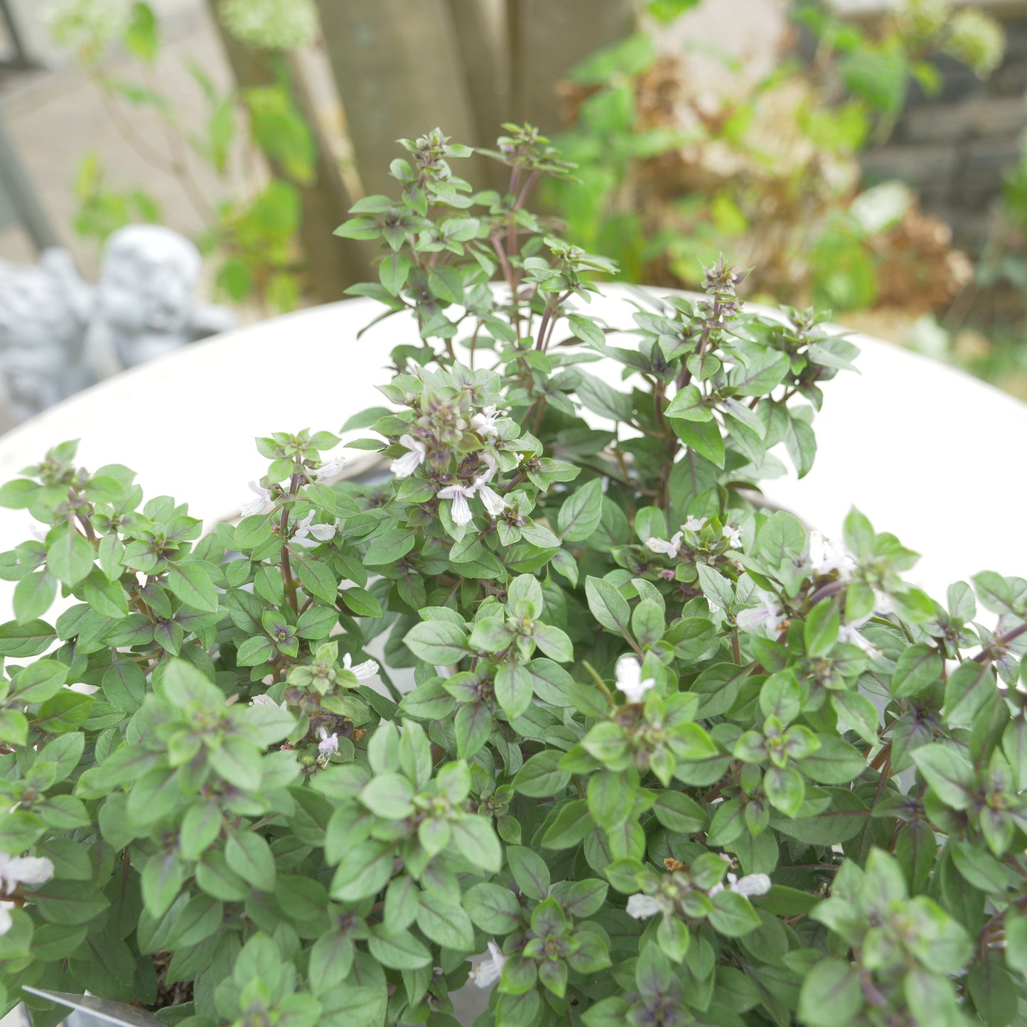 寄せ植えeasyシリーズ。花越さんの観賞用バジル パープルボール