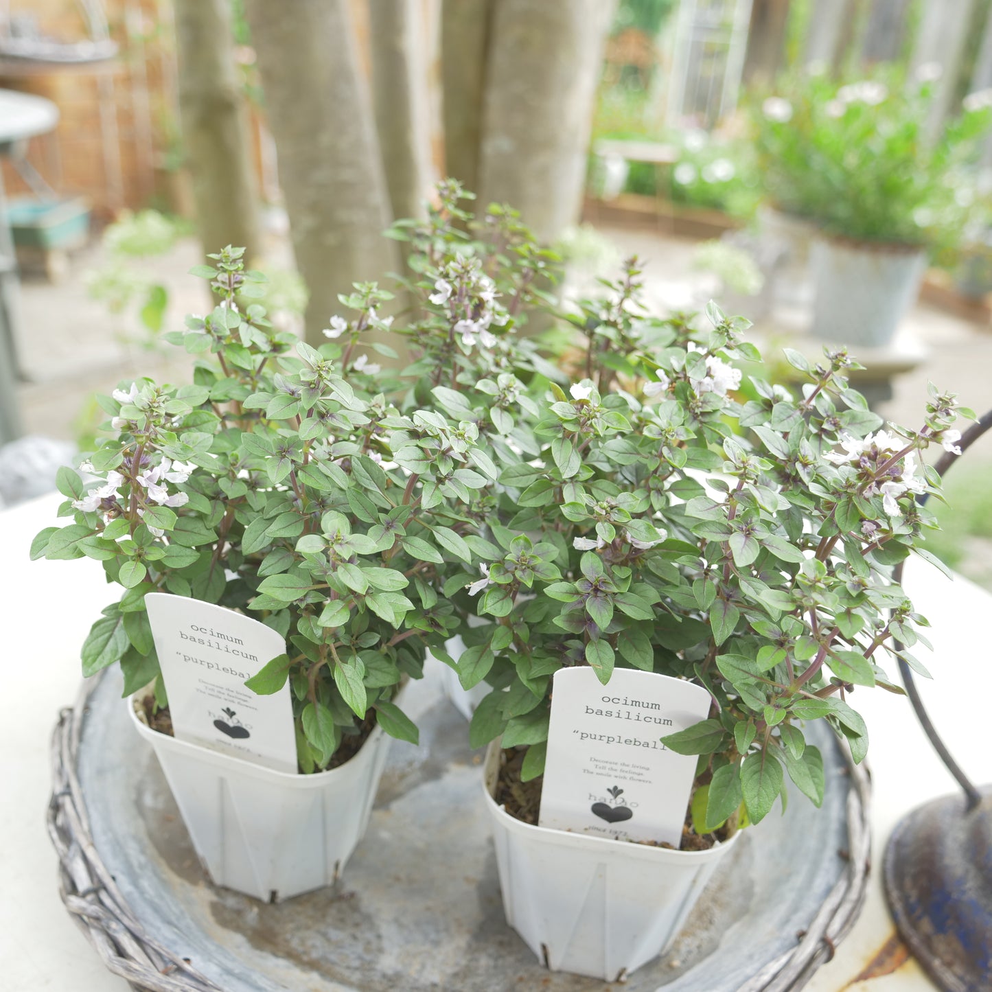 寄せ植えeasyシリーズ。花越さんの観賞用バジル パープルボール