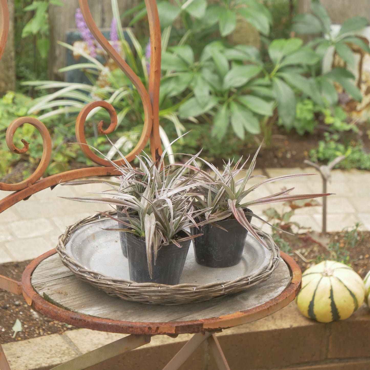 秋の寄せ植えや花壇に アステリア レッドデビル