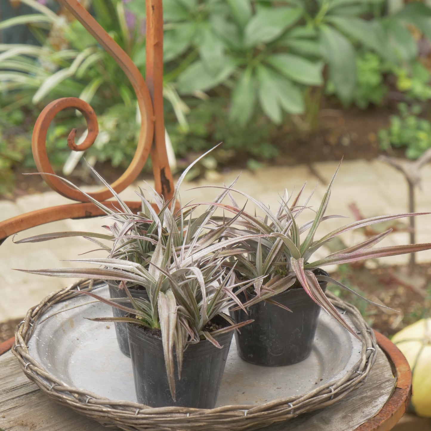 秋の寄せ植えや花壇に アステリア レッドデビル