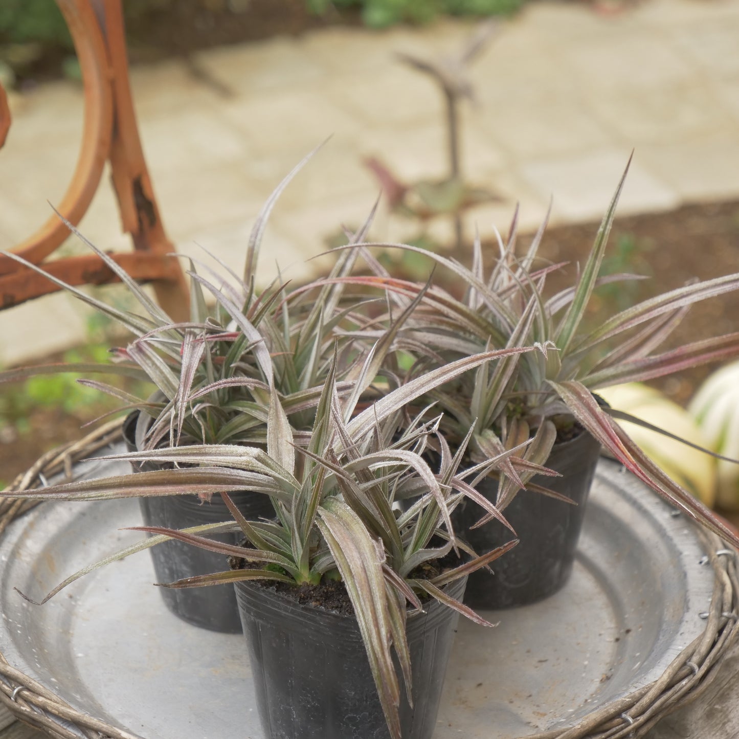秋の寄せ植えや花壇に アステリア レッドデビル
