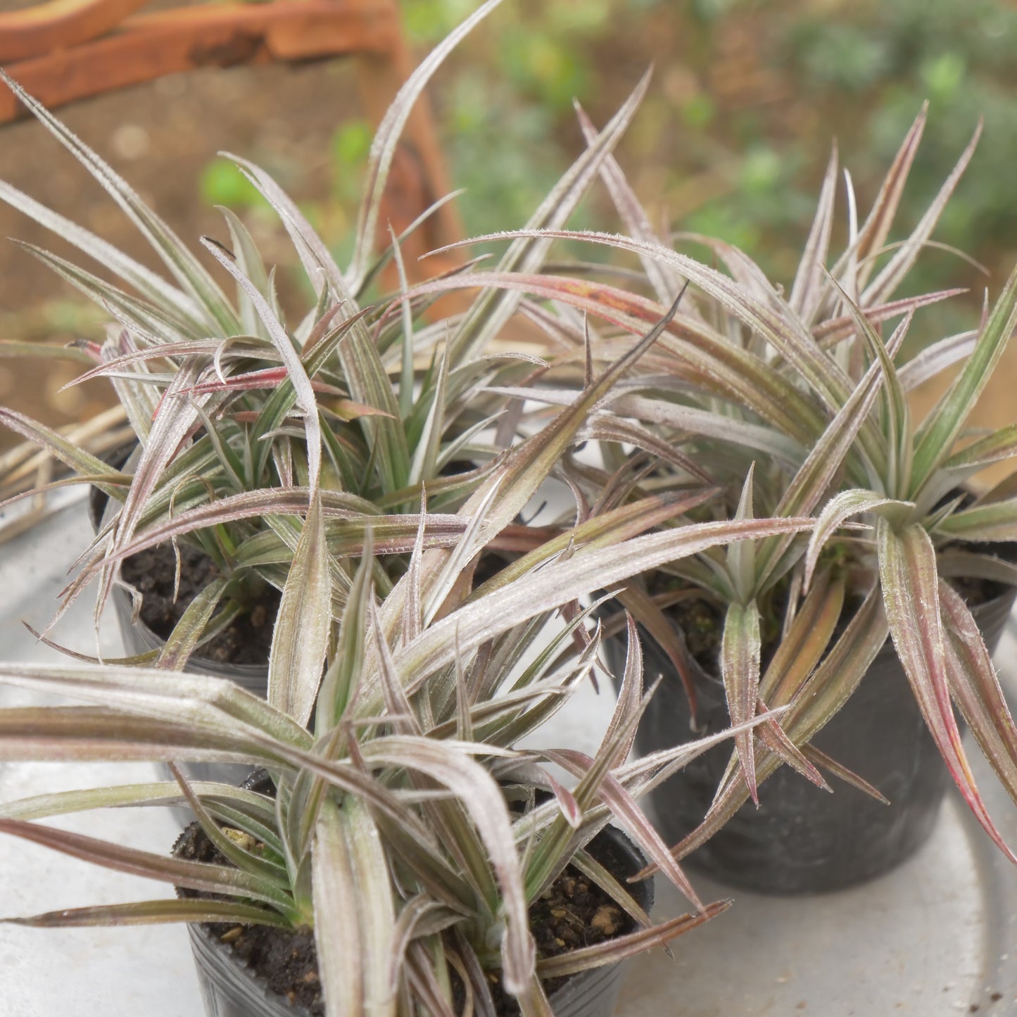 秋の寄せ植えや花壇に アステリア レッドデビル