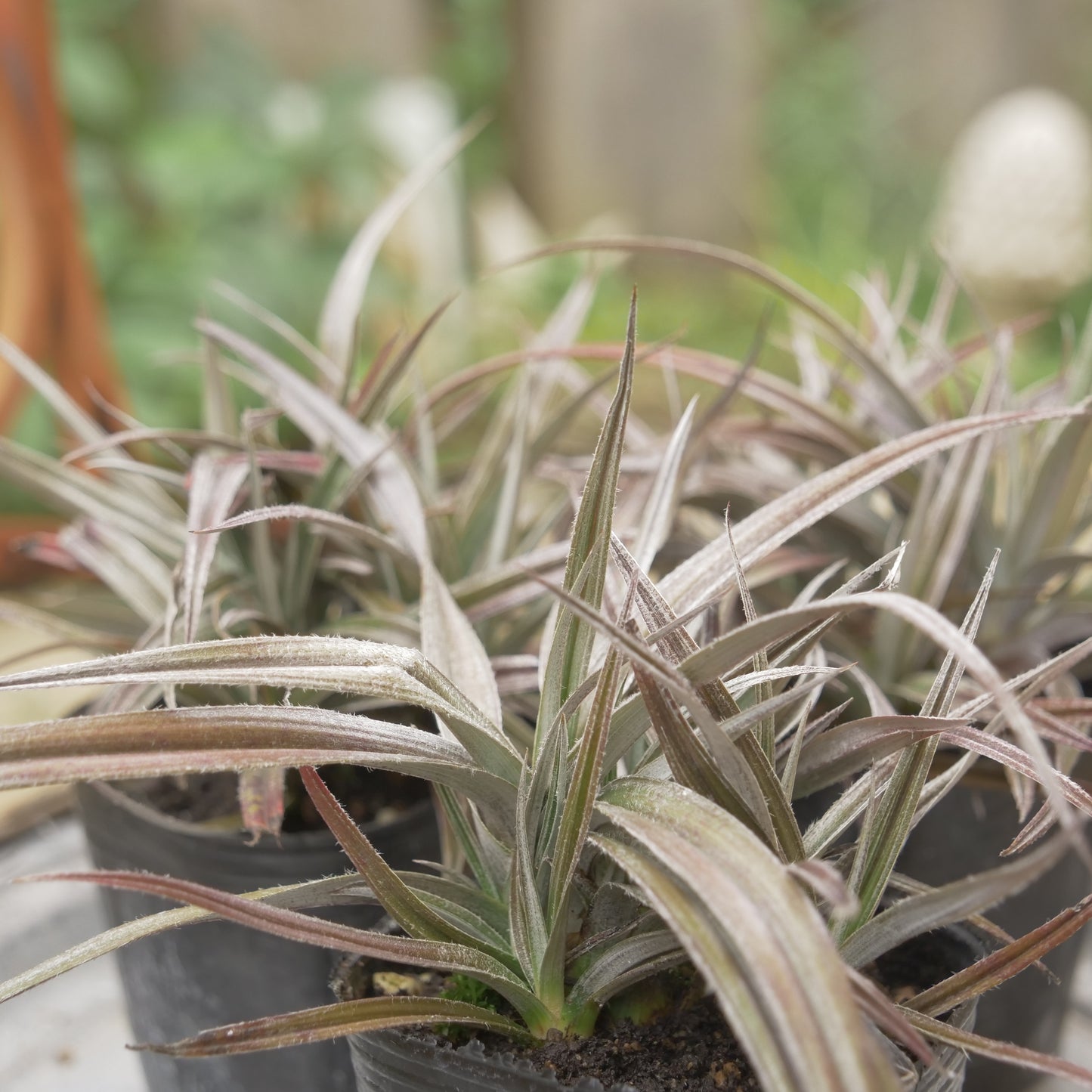 秋の寄せ植えや花壇に アステリア レッドデビル