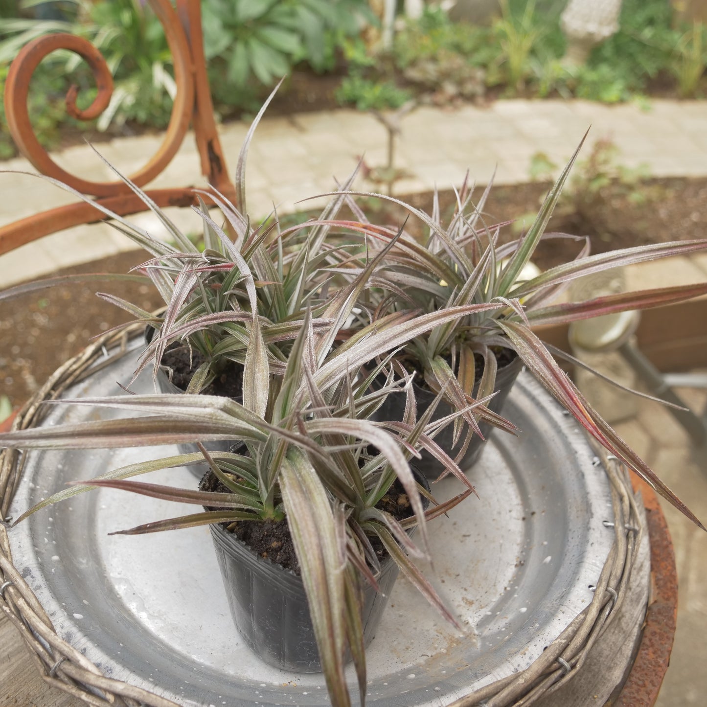 秋の寄せ植えや花壇に アステリア レッドデビル