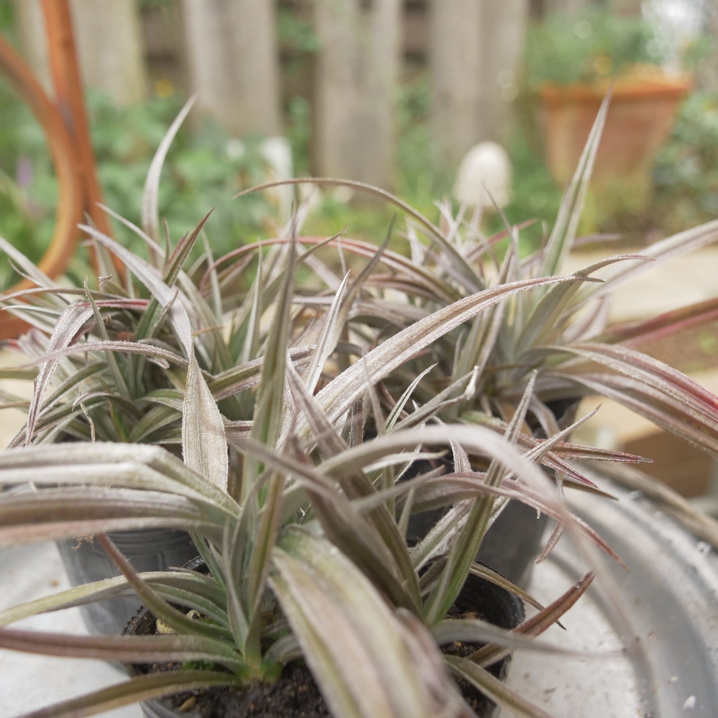 秋の寄せ植えや花壇に アステリア レッドデビル