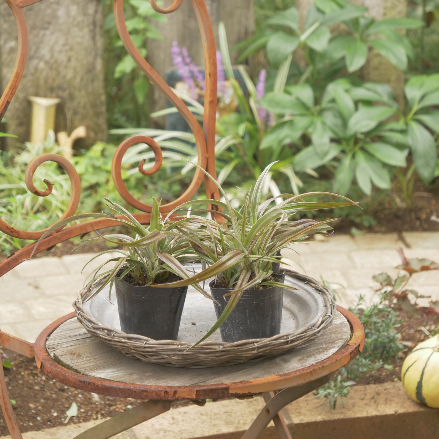 秋の寄せ植えや花壇に アステリア ウエストランド