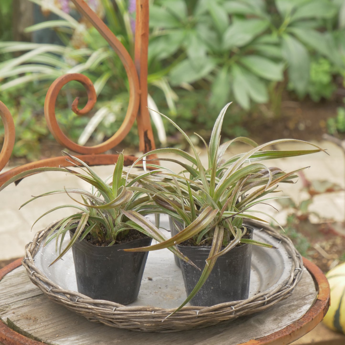 秋の寄せ植えや花壇に アステリア ウエストランド