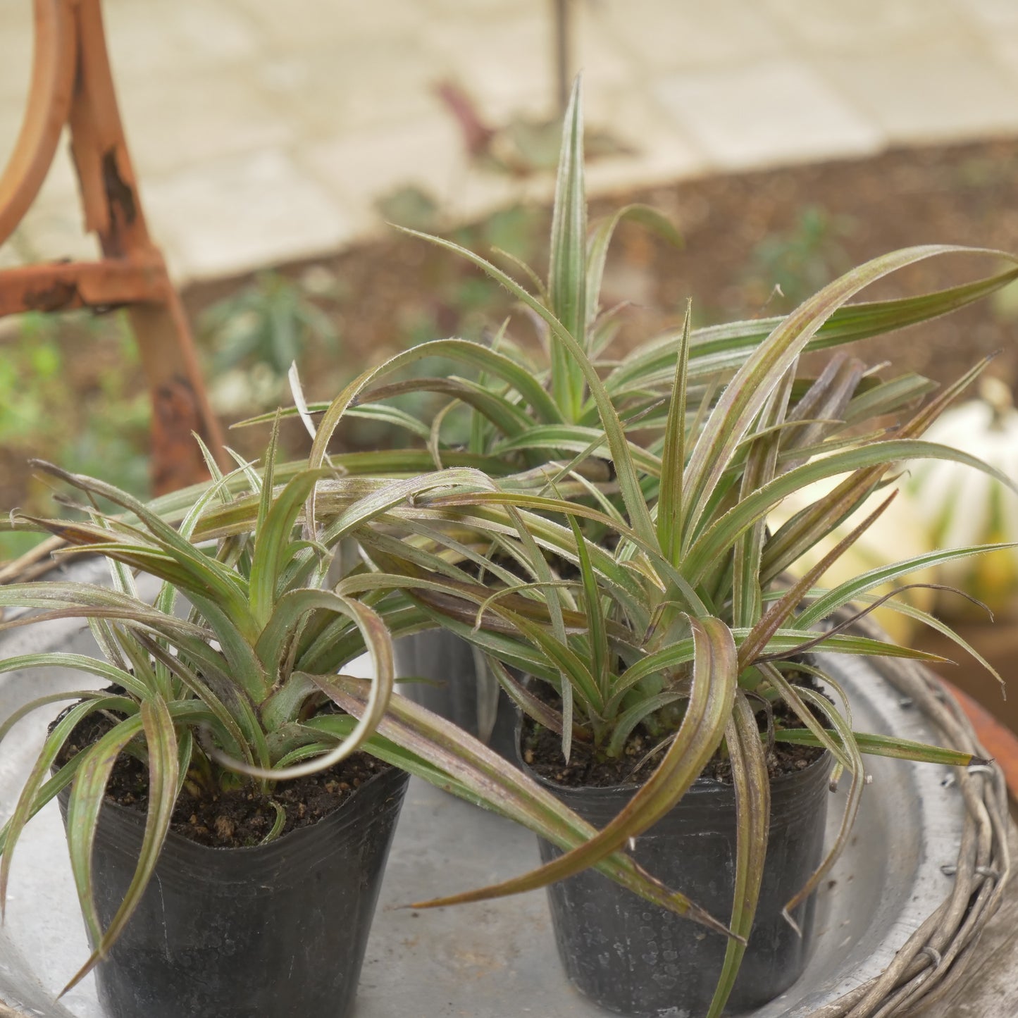 秋の寄せ植えや花壇に アステリア ウエストランド