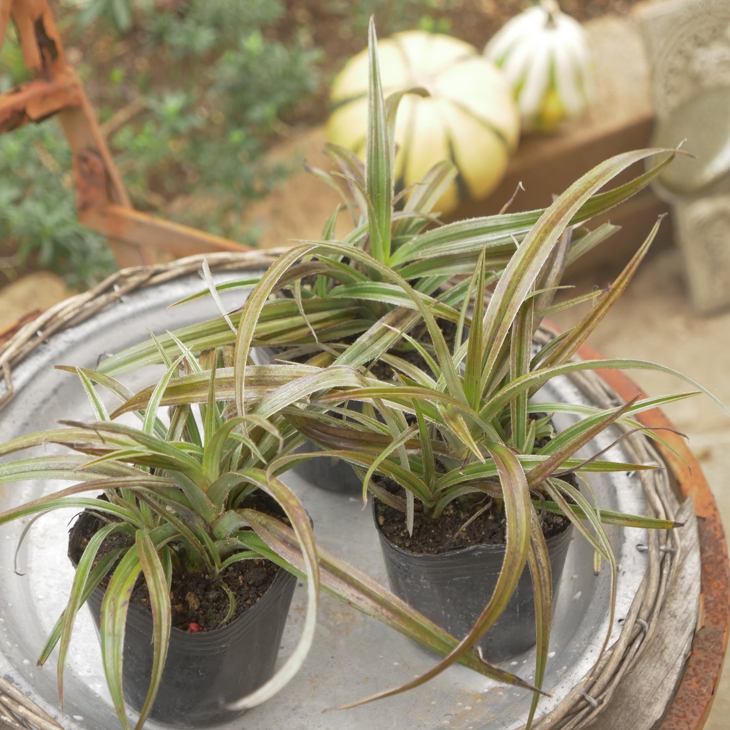秋の寄せ植えや花壇に アステリア ウエストランド