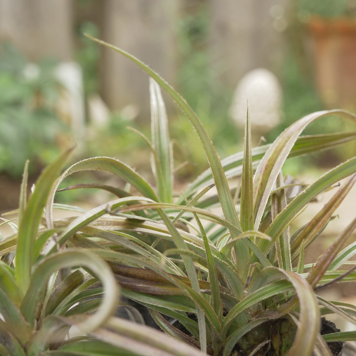 秋の寄せ植えや花壇に アステリア ウエストランド