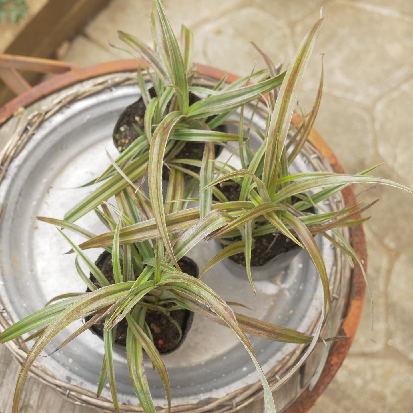 秋の寄せ植えや花壇に アステリア ウエストランド