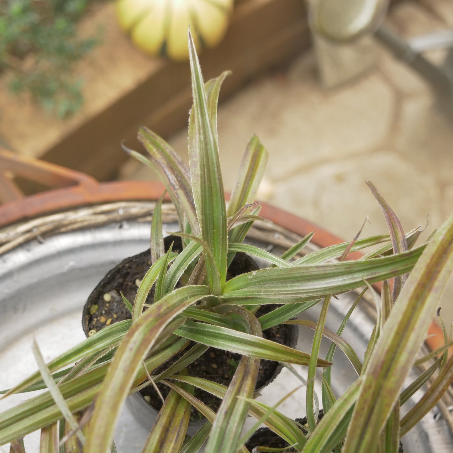 秋の寄せ植えや花壇に アステリア ウエストランド