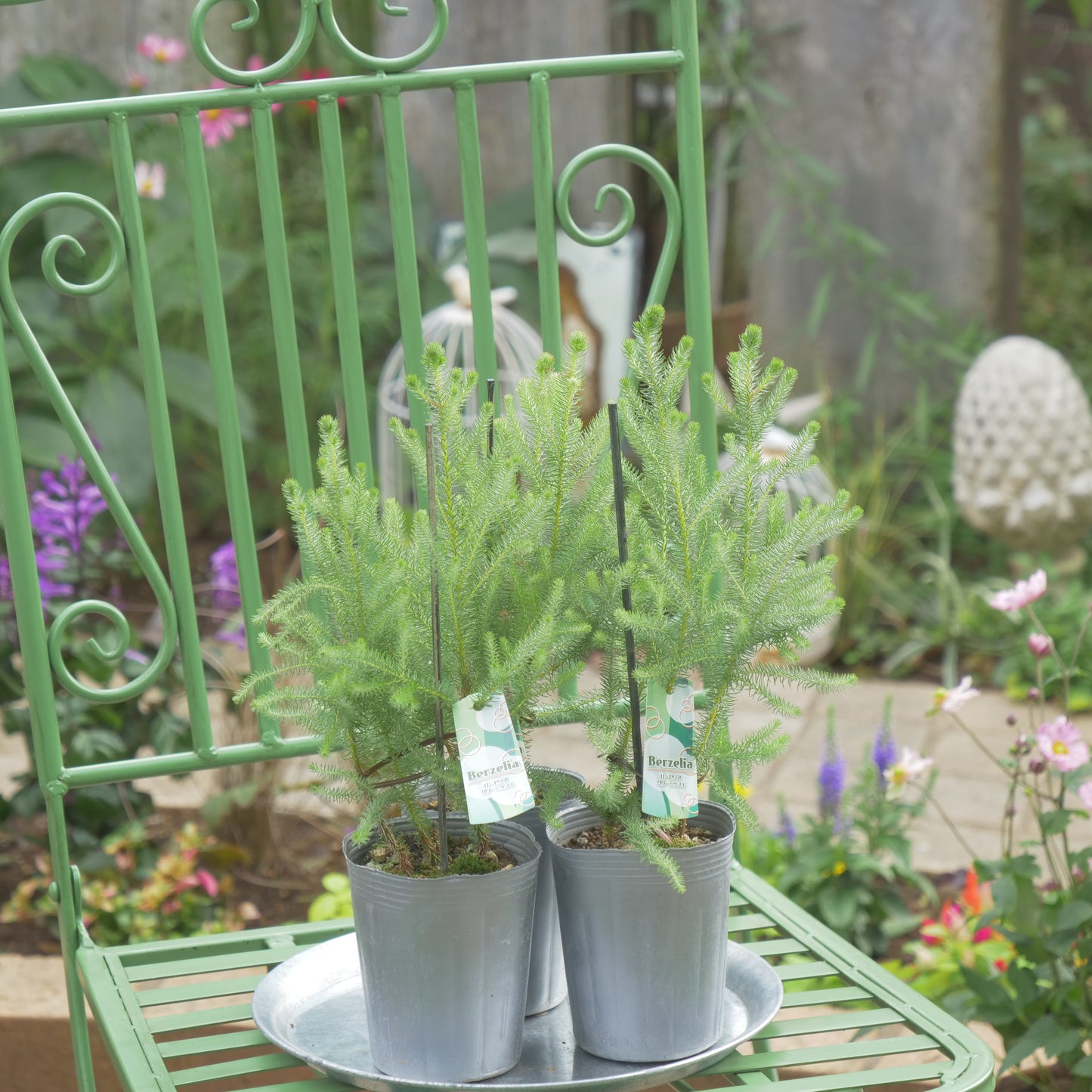 秋冬の冬の寄せ植えにおススメ バーゼリア グリー二ッシュ
