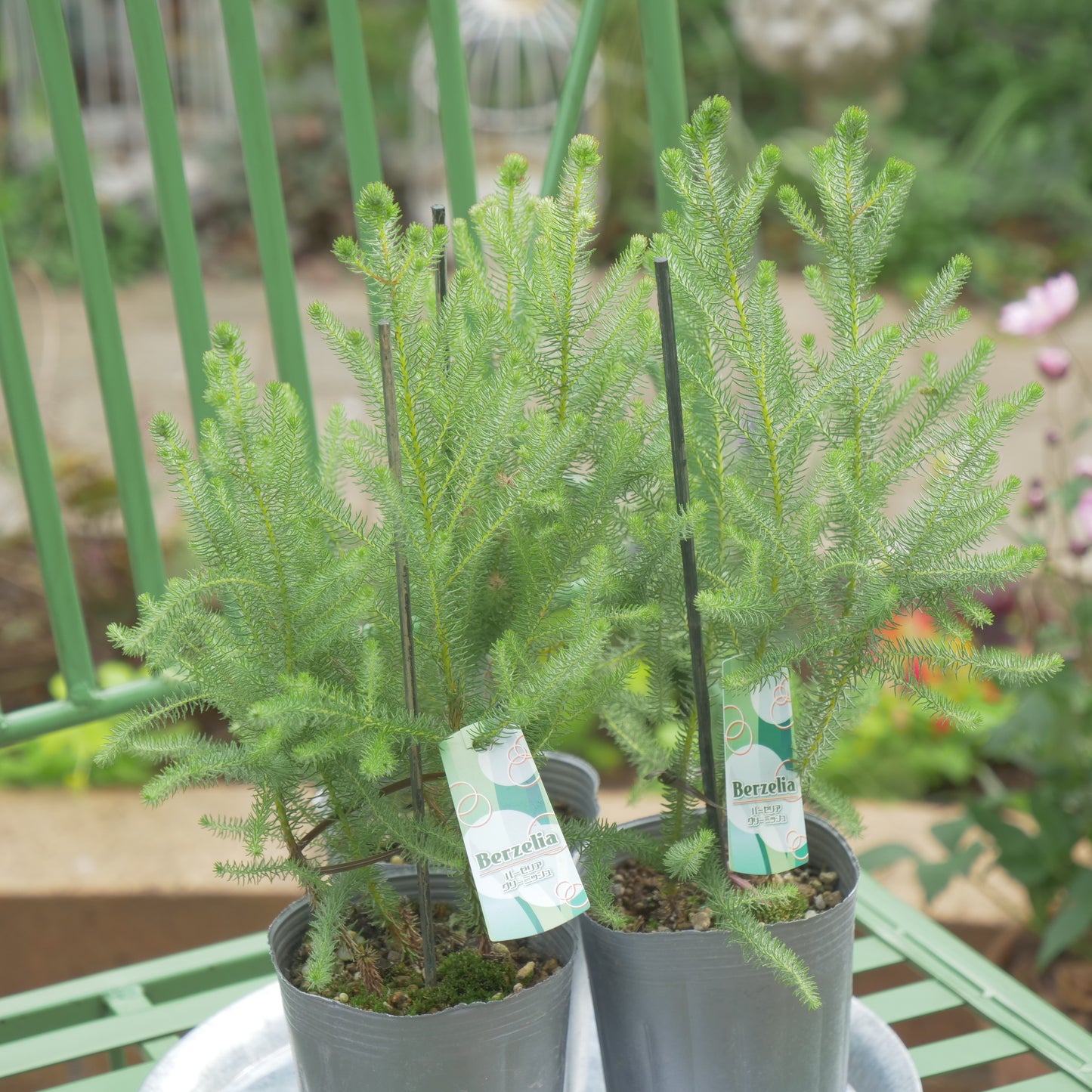 秋冬の冬の寄せ植えにおススメ バーゼリア グリー二ッシュ
