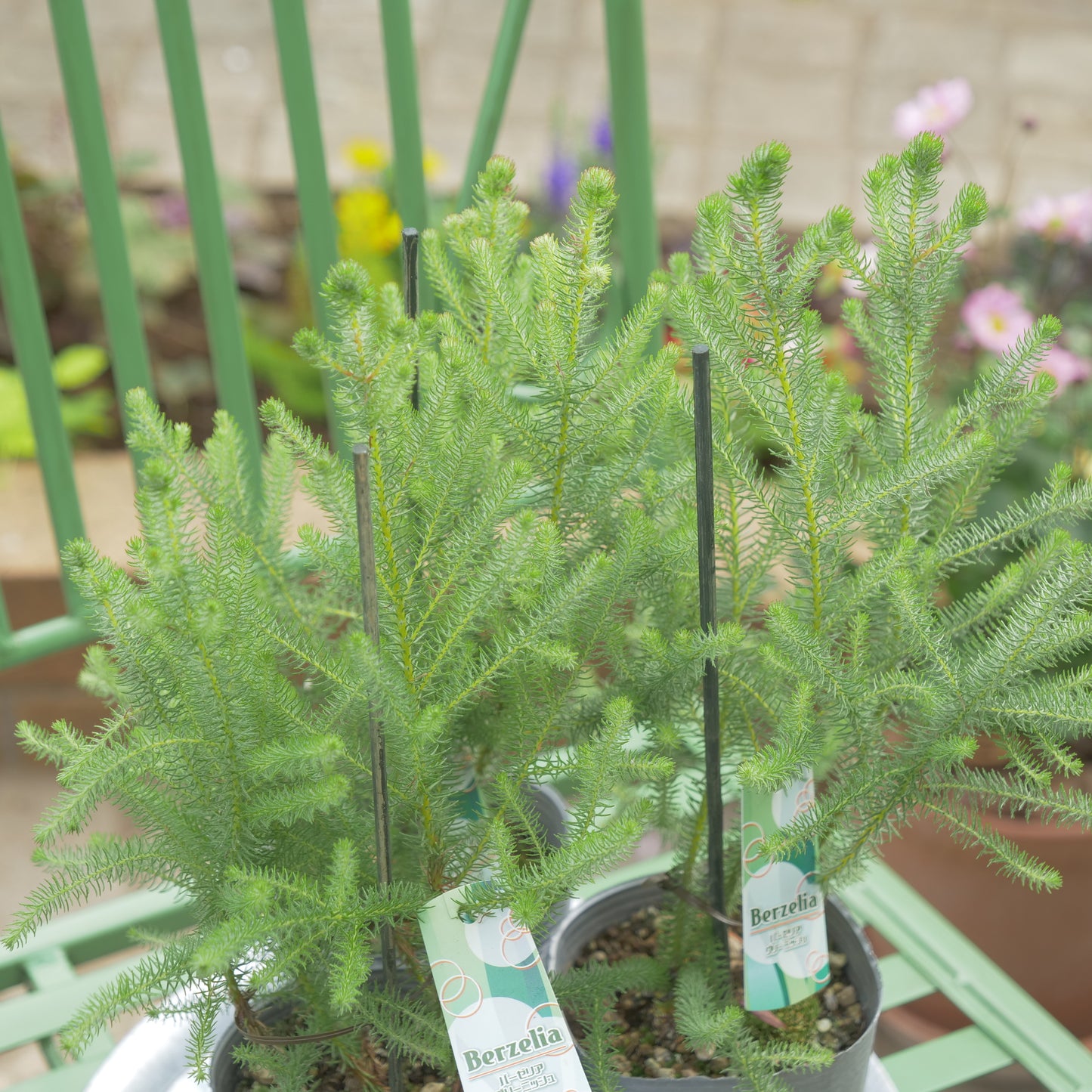 秋冬の冬の寄せ植えにおススメ バーゼリア グリー二ッシュ