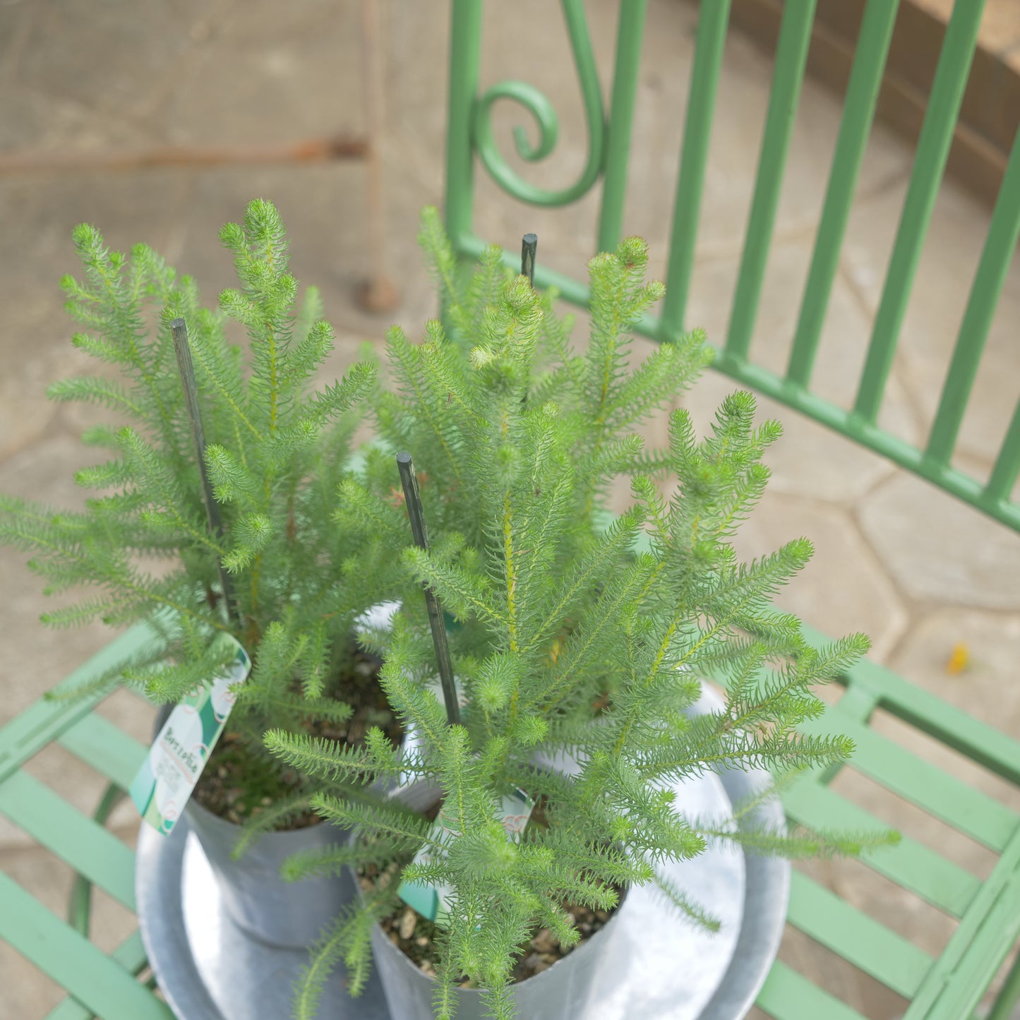 秋冬の冬の寄せ植えにおススメ バーゼリア グリー二ッシュ