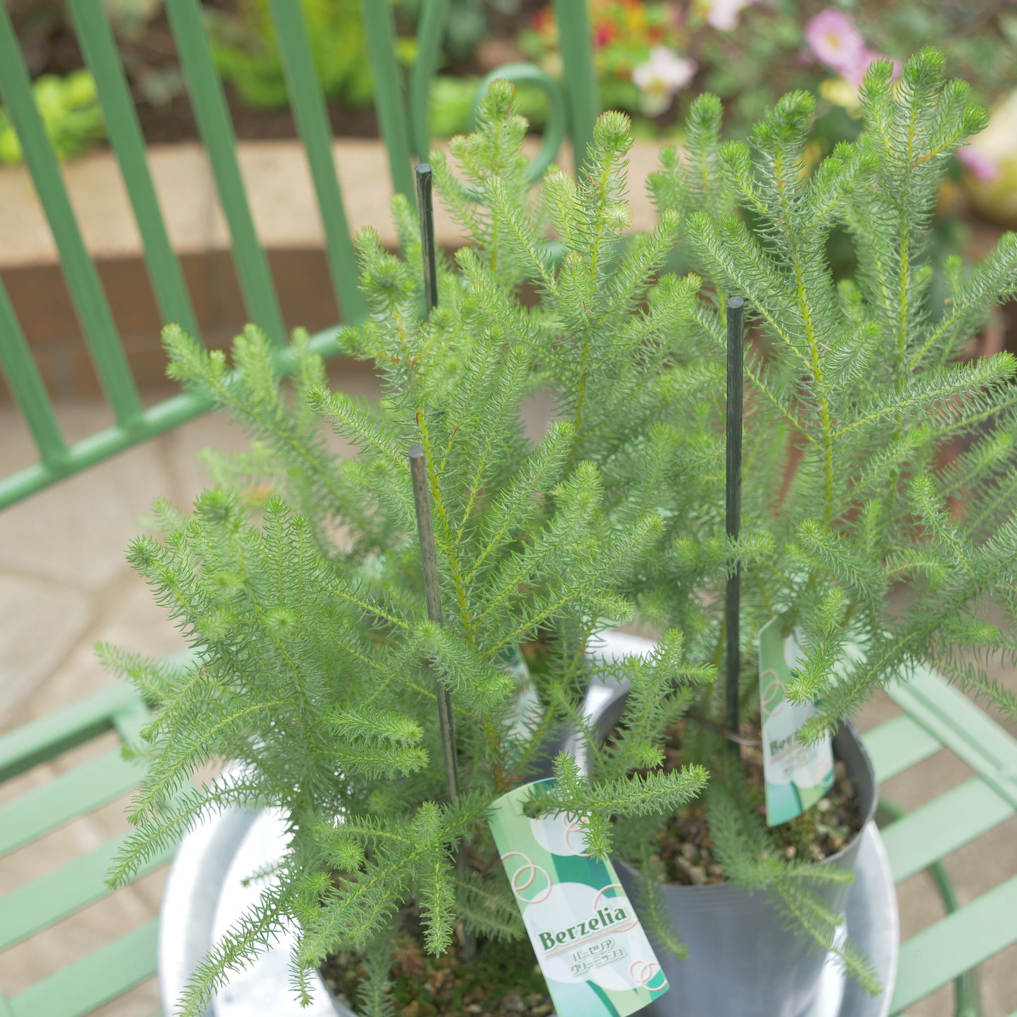 秋冬の冬の寄せ植えにおススメ バーゼリア グリー二ッシュ