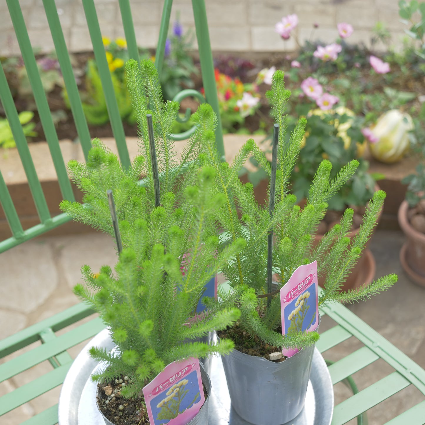 秋冬の冬の寄せ植えにおススメ 大玉バーゼリア