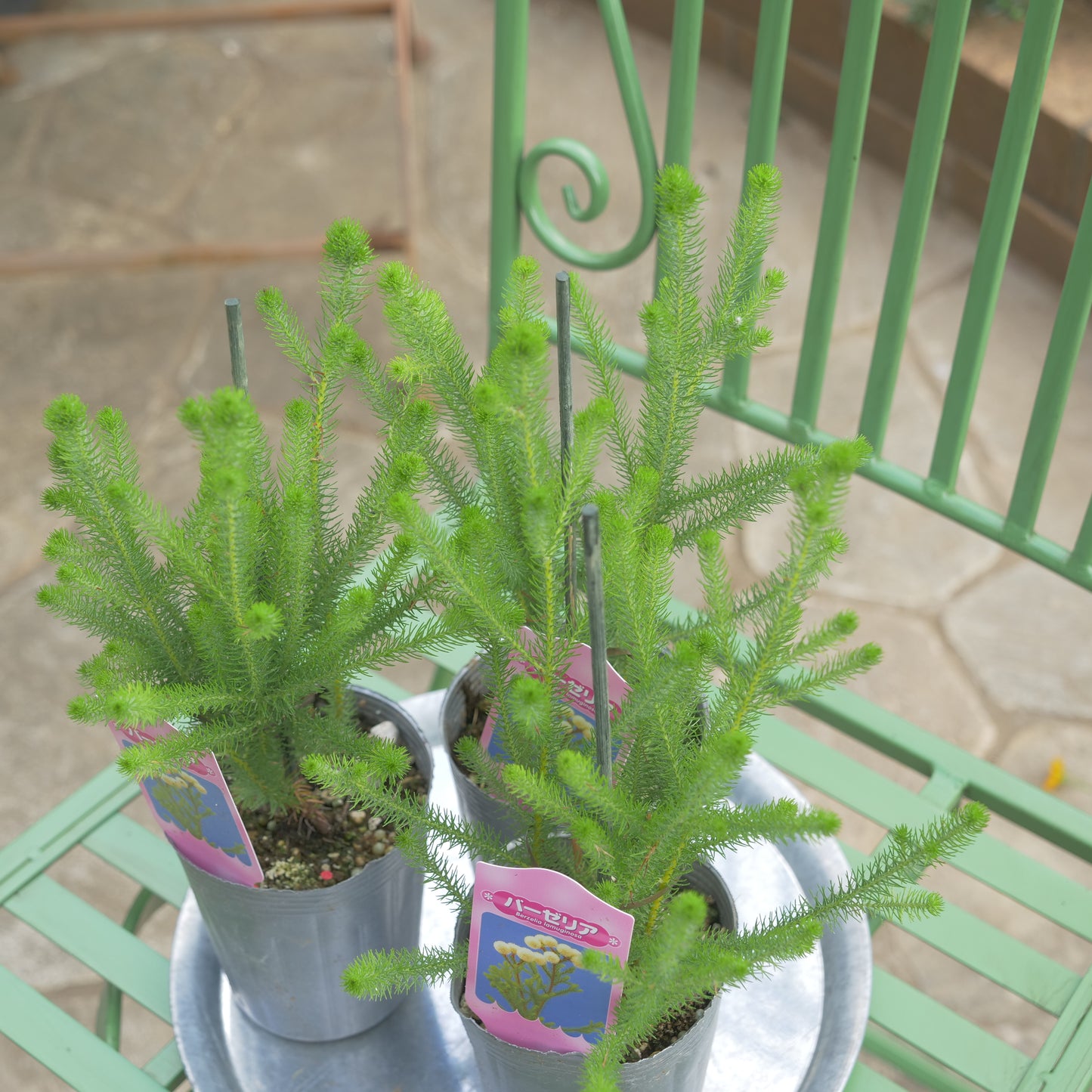 秋冬の冬の寄せ植えにおススメ 大玉バーゼリア