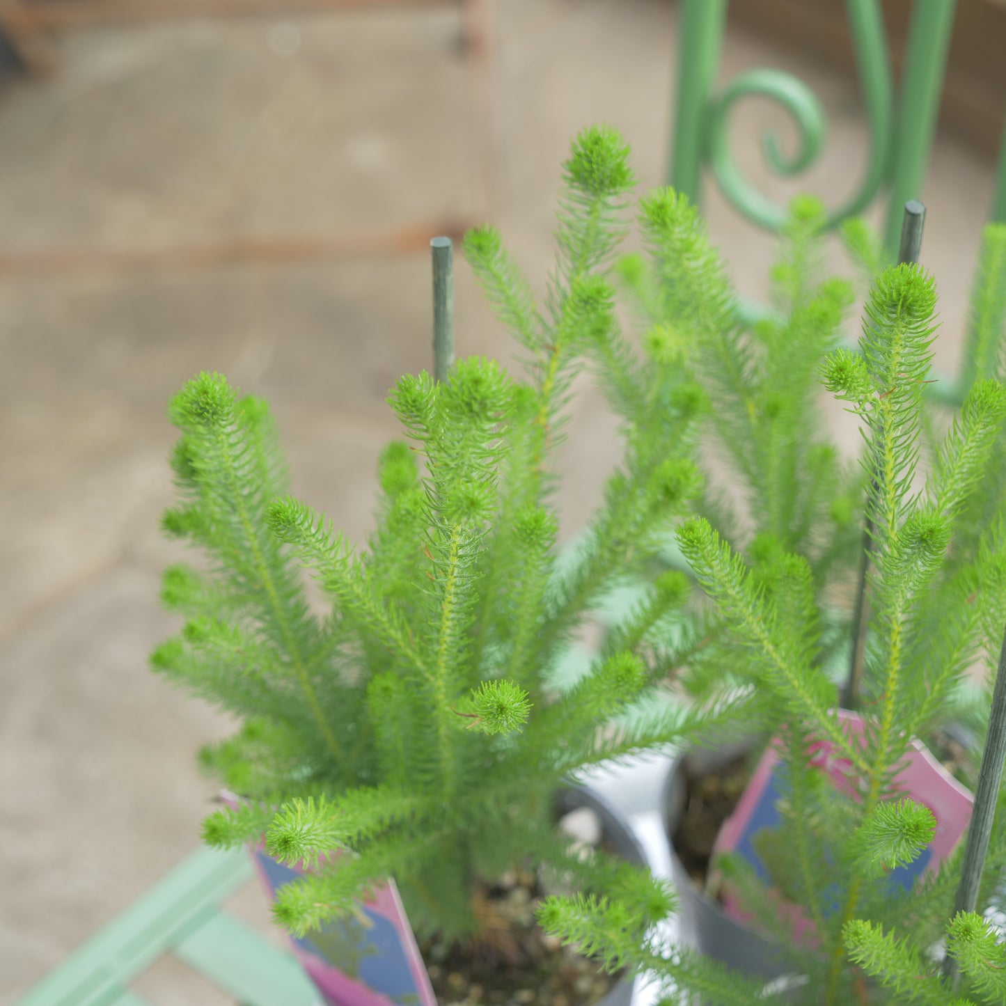 秋冬の冬の寄せ植えにおススメ 大玉バーゼリア