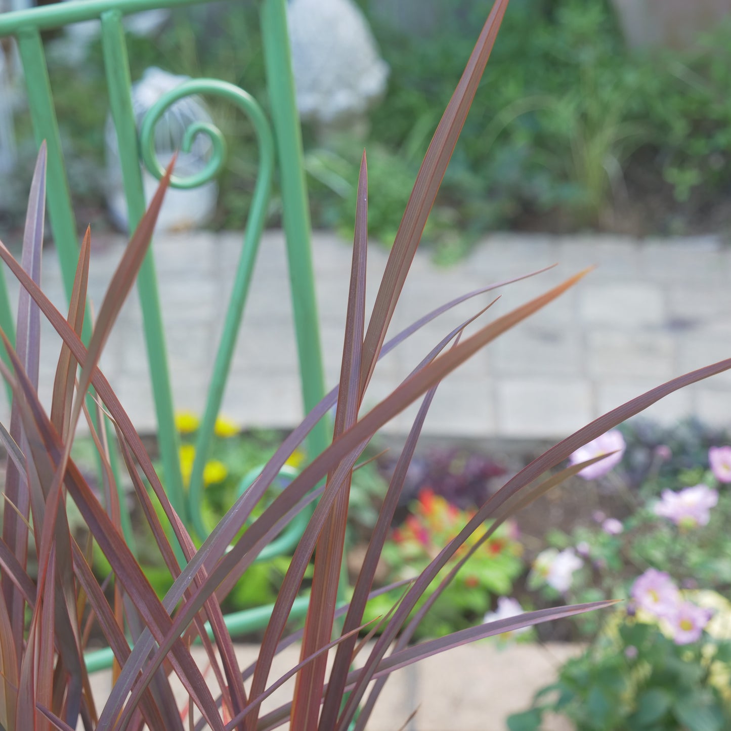 寄せ植えや花壇に ニューサイラン チョコレートクッキー