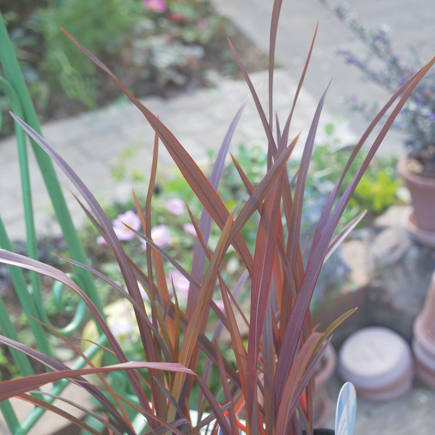 寄せ植えや花壇に ニューサイラン チョコレートクッキー