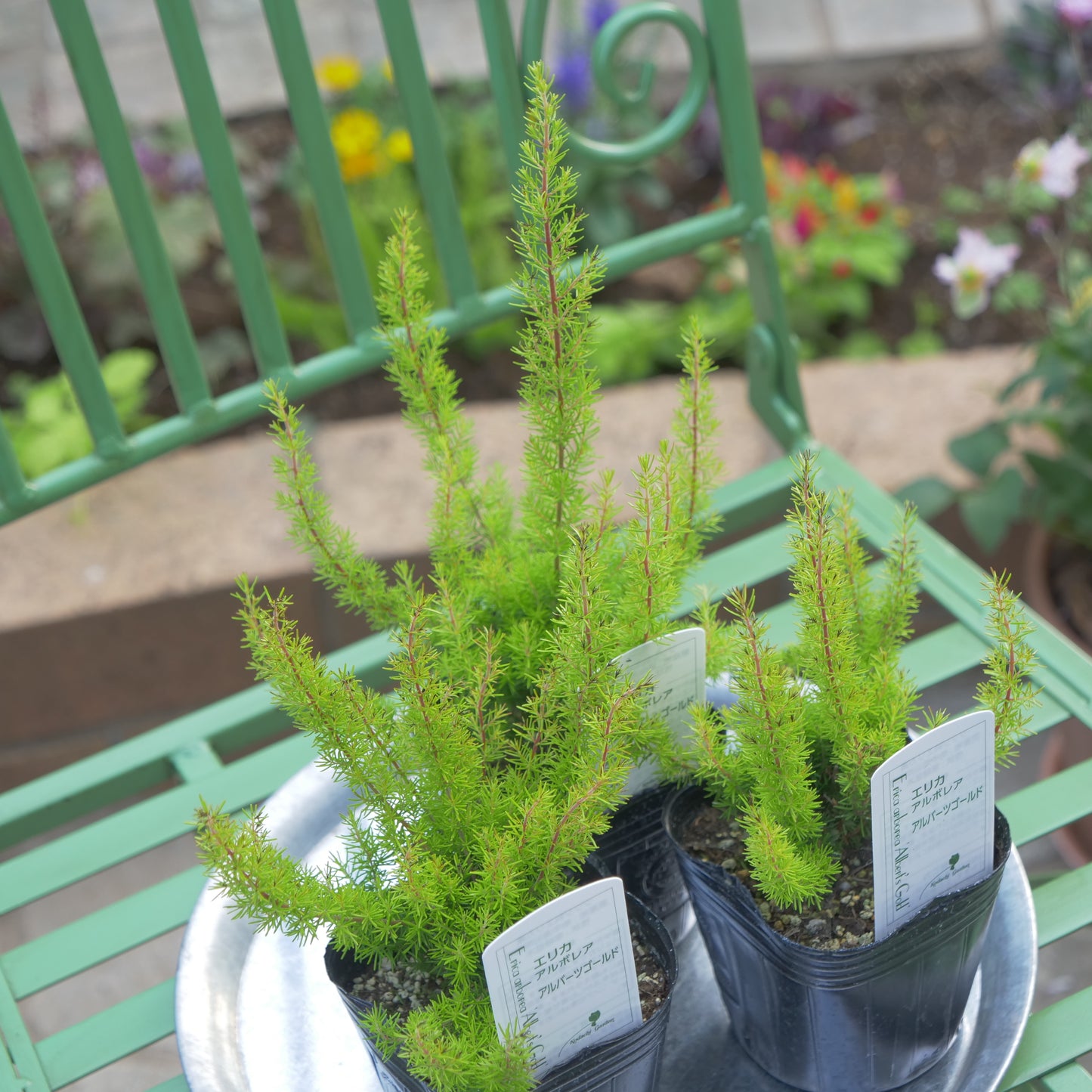 冬の花壇、寄せ植えに。エリカ アルバーツゴールド