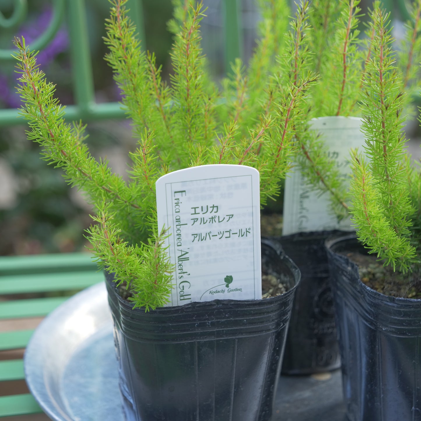 冬の花壇、寄せ植えに。エリカ アルバーツゴールド