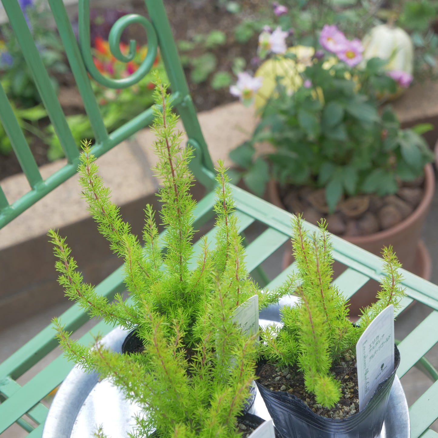 冬の花壇、寄せ植えに。エリカ アルバーツゴールド