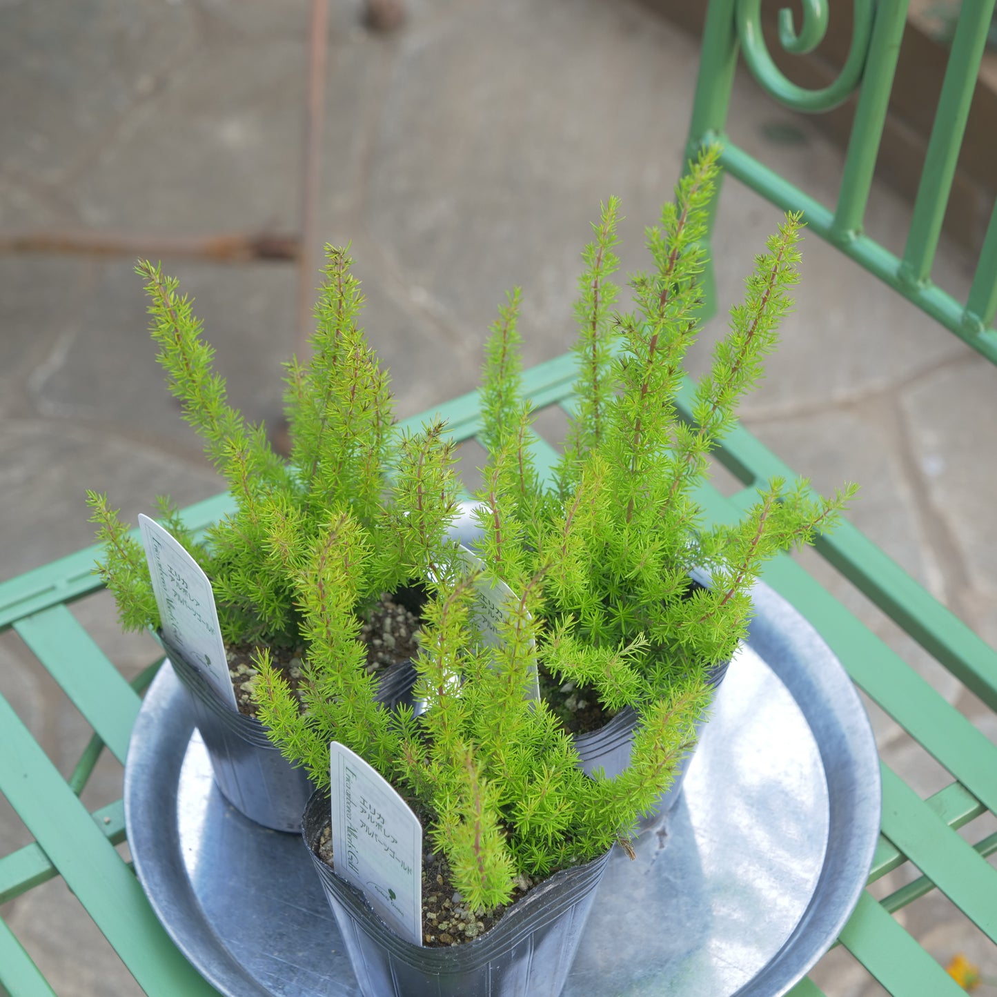 冬の花壇、寄せ植えに。エリカ アルバーツゴールド