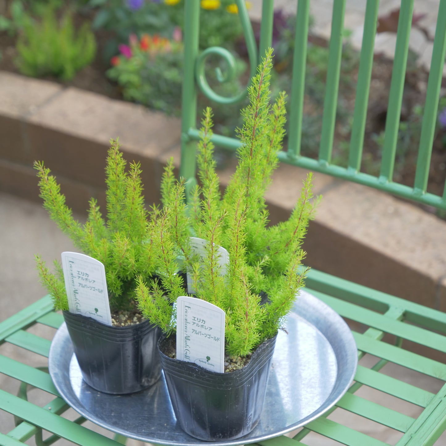 冬の花壇、寄せ植えに。エリカ アルバーツゴールド