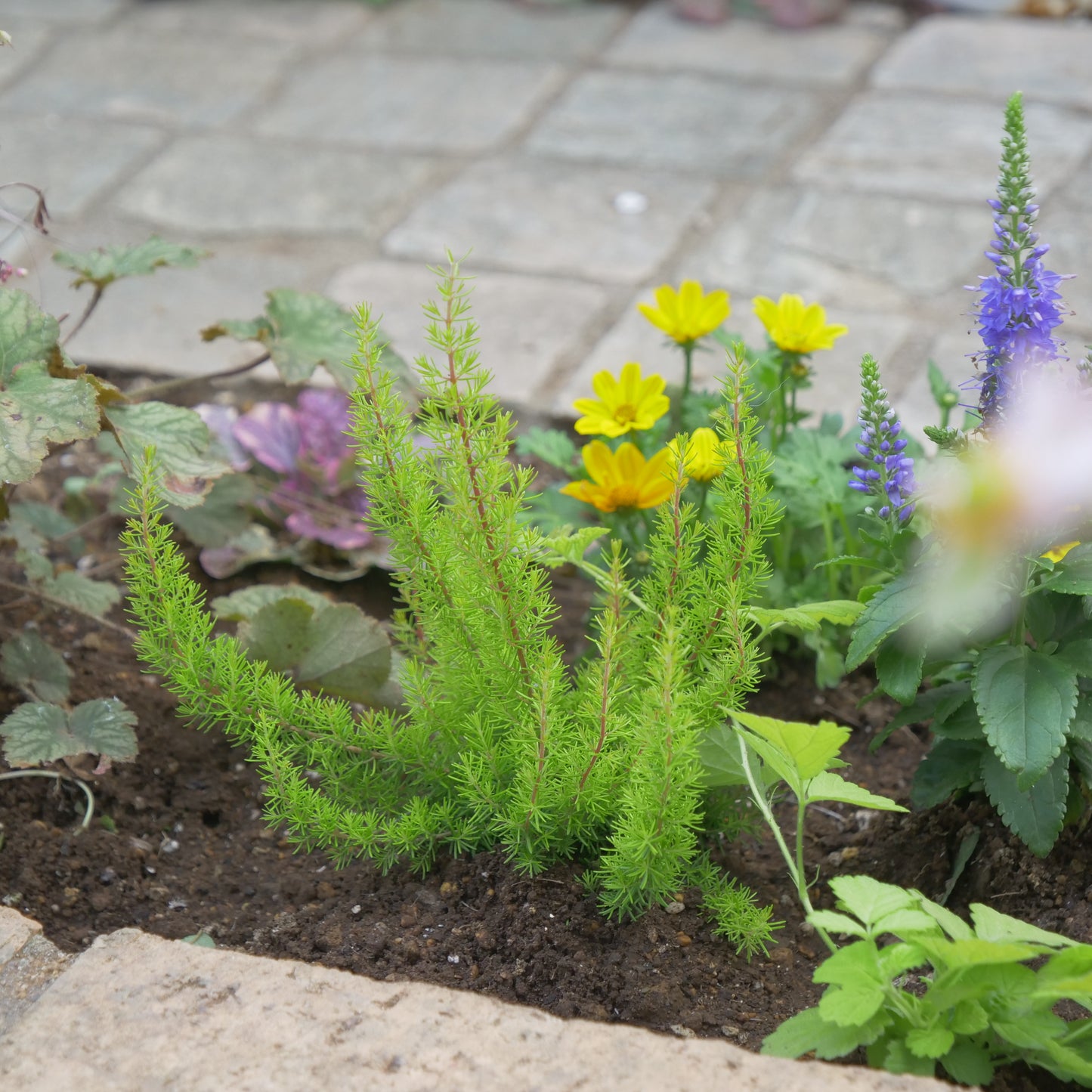 冬の花壇、寄せ植えに。エリカ アルバーツゴールド