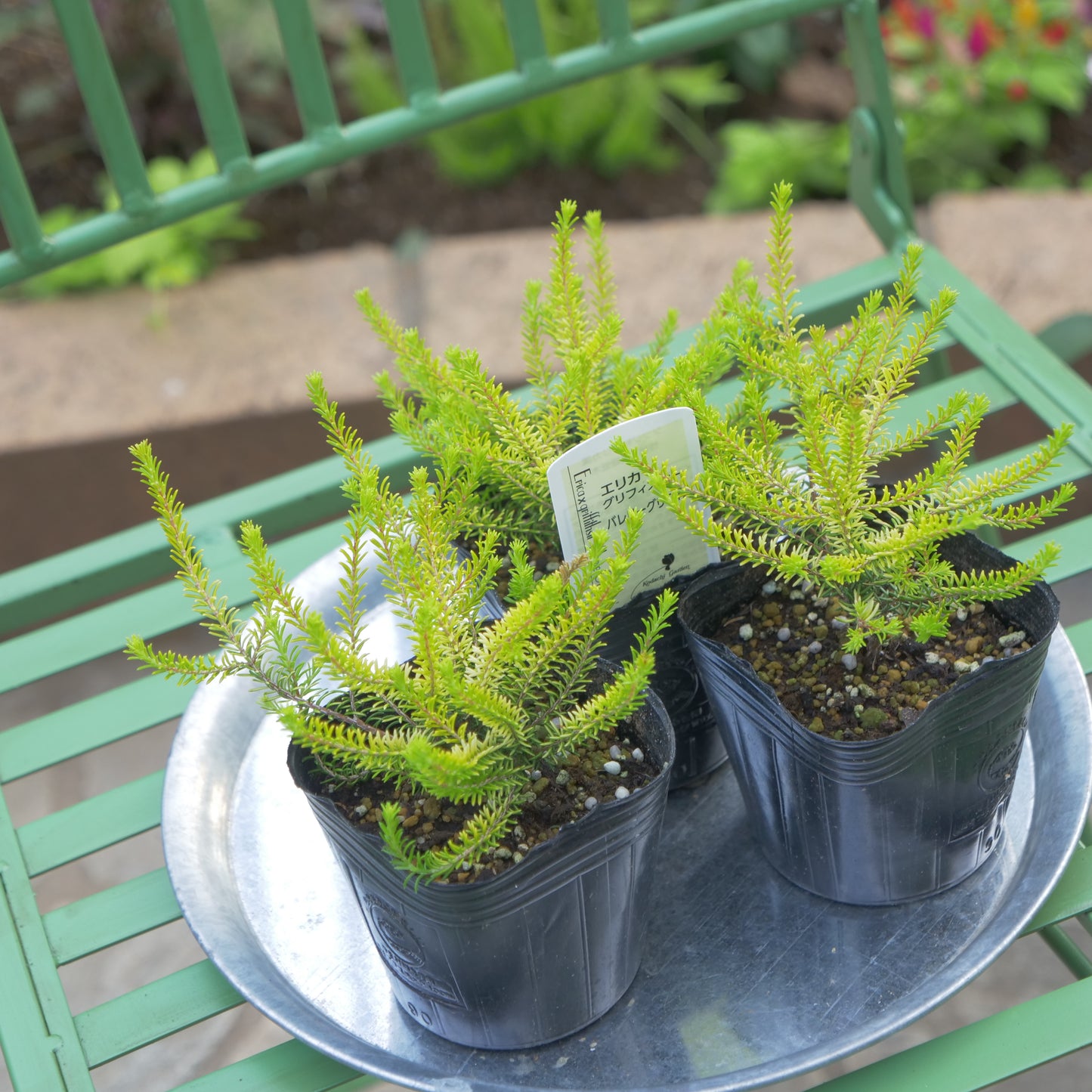 冬の花壇、寄せ植えに。エリカ バレリーグリフィス