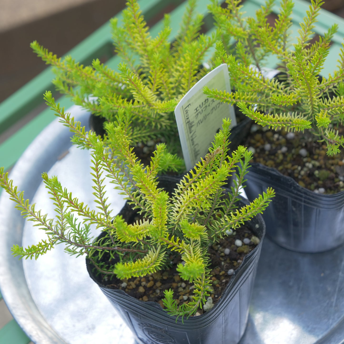 冬の花壇、寄せ植えに。エリカ バレリーグリフィス