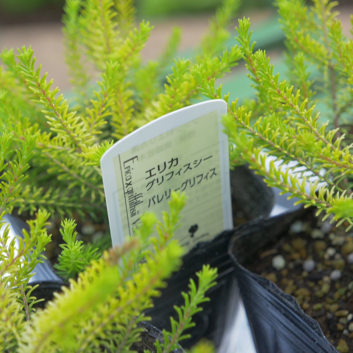冬の花壇、寄せ植えに。エリカ バレリーグリフィス