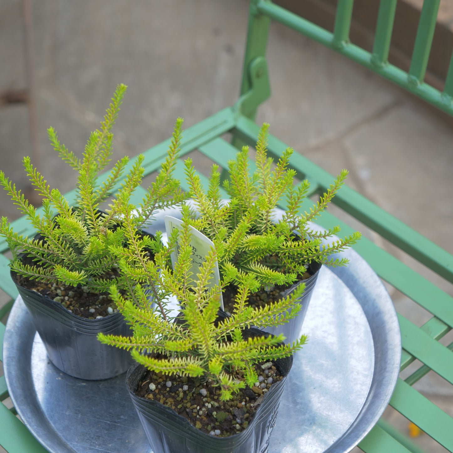 冬の花壇、寄せ植えに。エリカ バレリーグリフィス