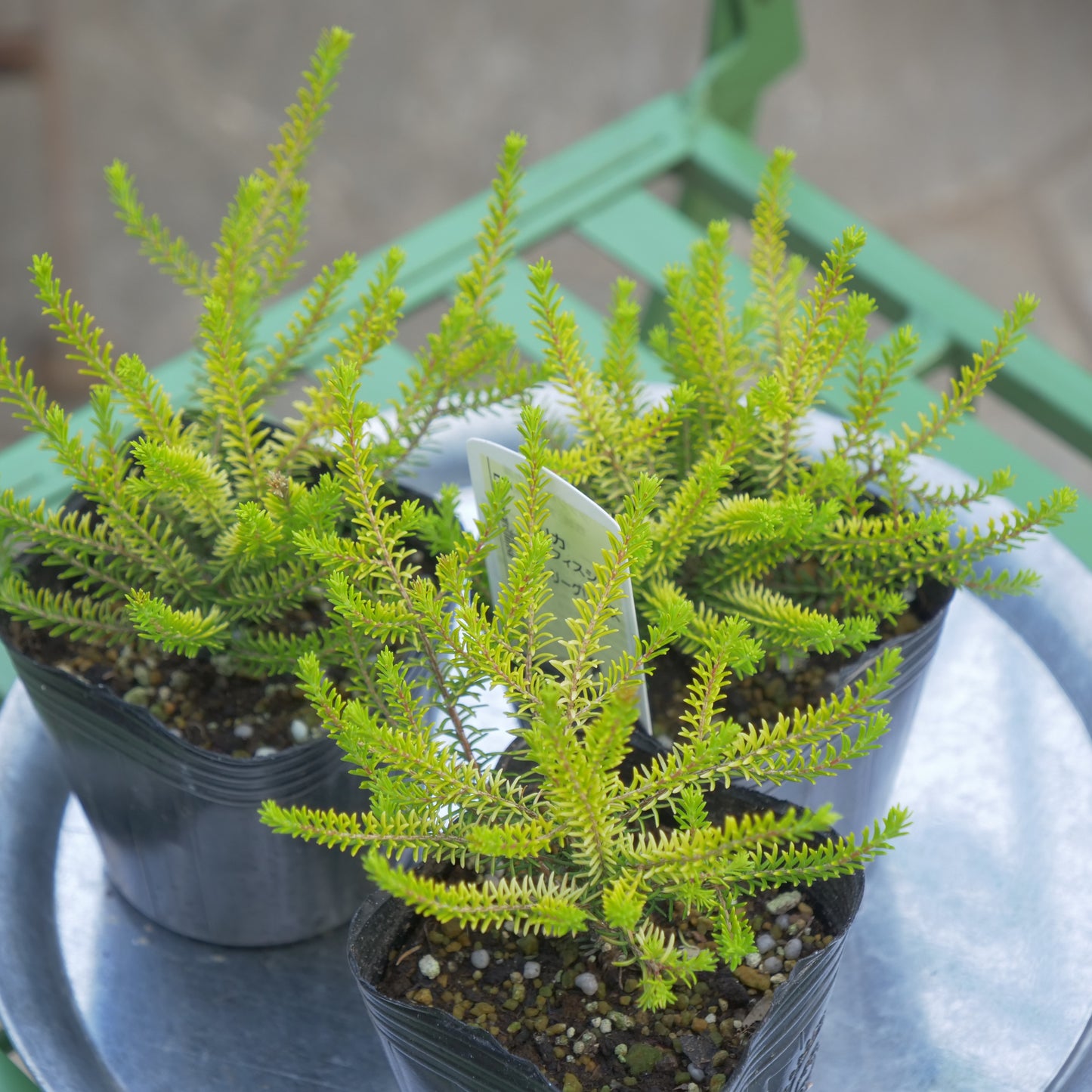 冬の花壇、寄せ植えに。エリカ バレリーグリフィス