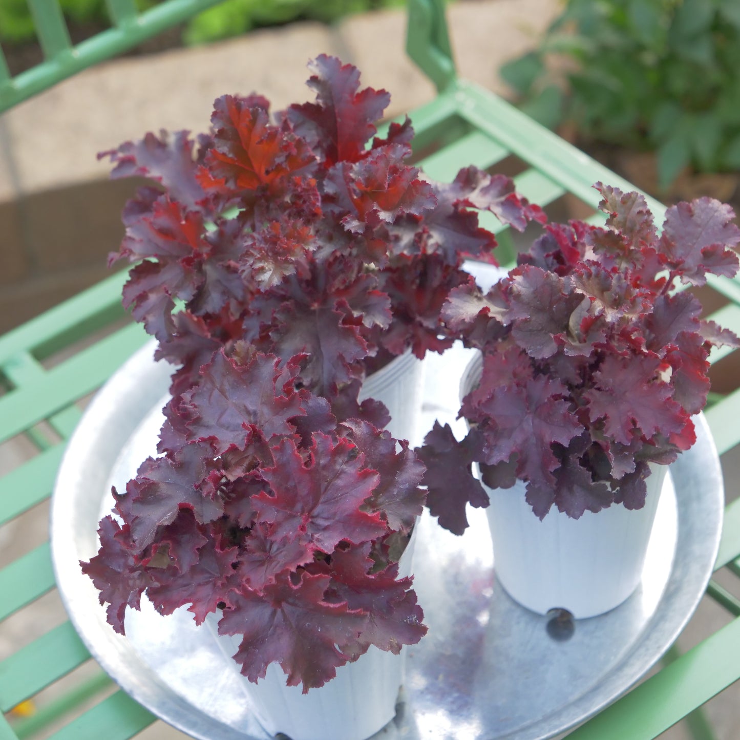 秋冬の花壇、寄せ植えにおススメ。ヒューケラ メルティングファイヤー