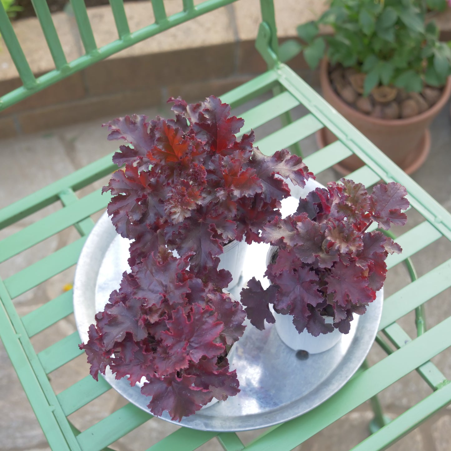 秋冬の花壇、寄せ植えにおススメ。ヒューケラ メルティングファイヤー